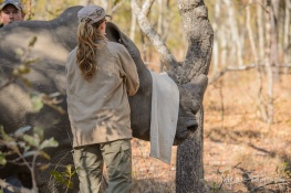 Lisa and sedated white rhino